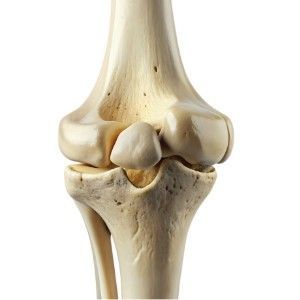 Femoral neck densitometry