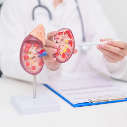 Consultation with a urologist with ultrasound of the urinary tract